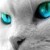 abang-bam.net Avatar