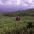 Firdaus Deni Febriansyah Avatar